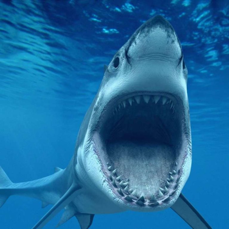 Throwdown Thursday TTP #216 – The Last Call for Shark Offerings